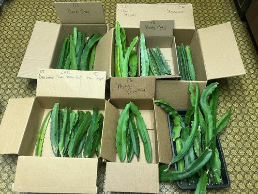 Organic Dragon Fruit Cuttings – 10 Varieties, 8-12 Inch Long, Hylocereus spp. for Home Garden & Urban Growing
