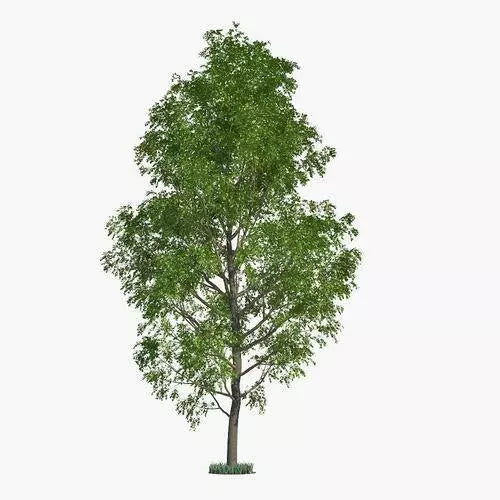 Hybrid Poplar Trees 2 Pack - Fast Growing Privacy Shade - Populus deltoides x Populus nigra - Low Maintenance Landscaping