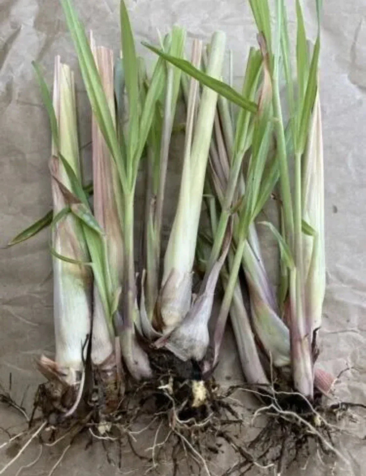 Lemongrass Plants Bare Root 5 Pack - Cymbopogon citratus - Easy to Grow Culinary Herb for Garden or Containers