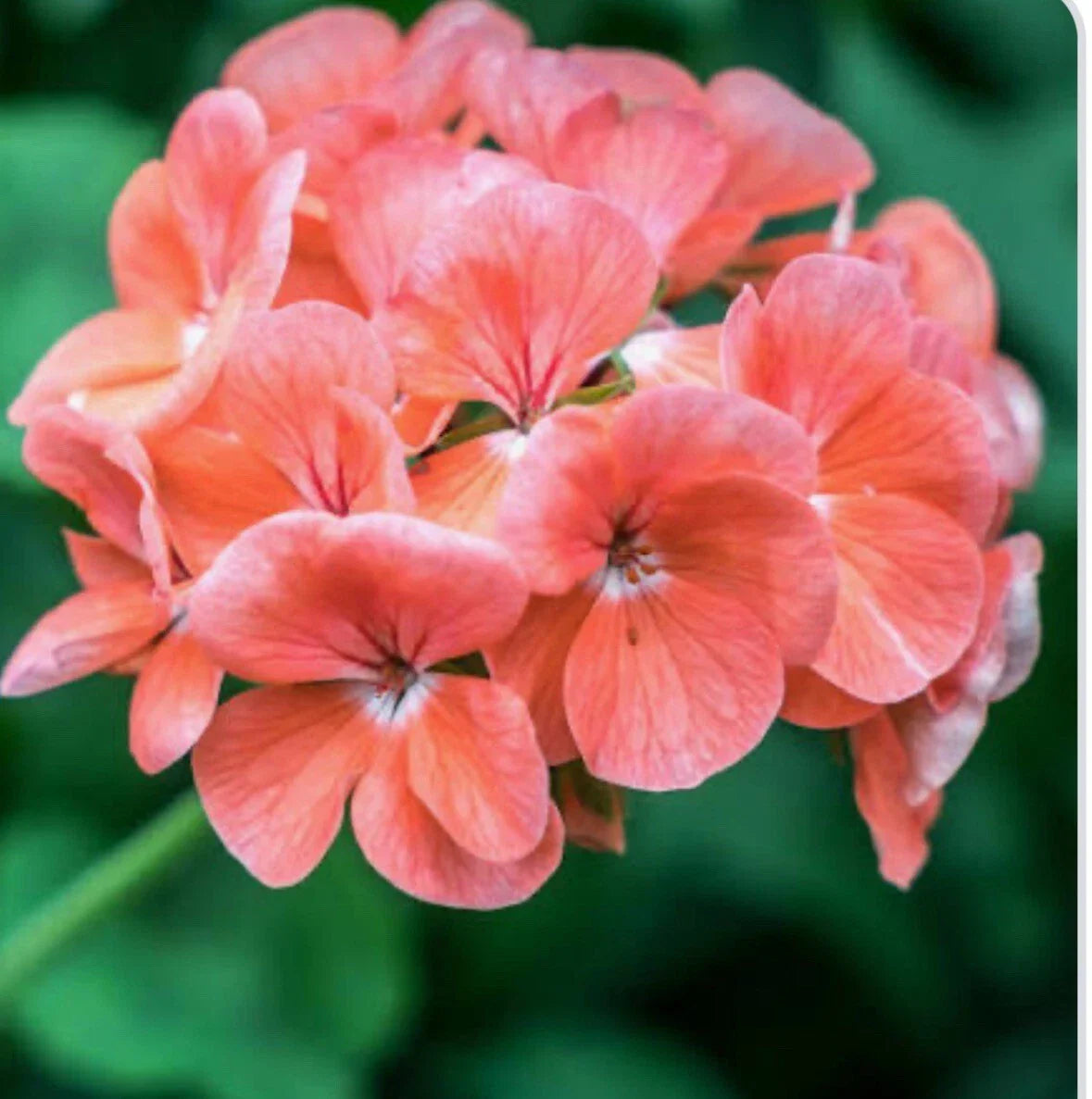 Coral Zonal Geranium Stem Cuttings – 10 Pelargonium Rooting Plants for Gardening & Indoor Decor