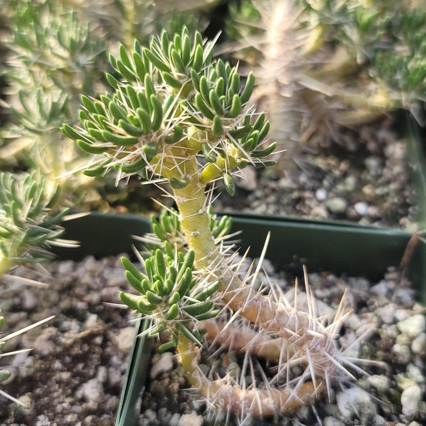 Maihuenia poeppigii Cactus Plant - Live Succulent, Drought Tolerant Green Indoor/Outdoor Decor, Unique Desert Plant