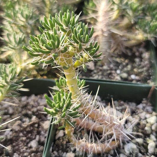 Maihuenia poeppigii Cactus Plant - Live Succulent, Drought Tolerant Green Indoor/Outdoor Decor, Unique Desert Plant