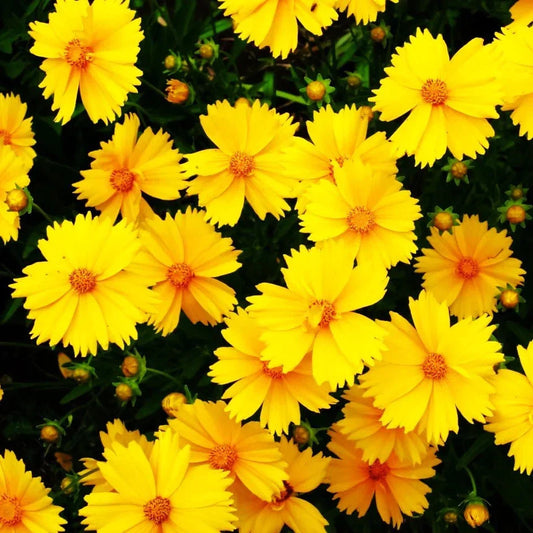 Lanceleaf Coreopsis Seeds - Yellow Coreopsis lanceolata for Garden, Wildflower, Border, Pollinator Attracting, Drought-Tolerant, 100 Seeds