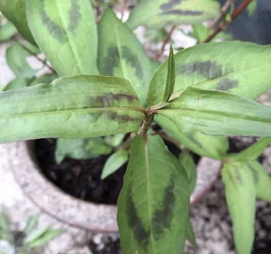 Live Vietnamese Coriander Plants 4-5" Rau Ram Persicaria odorata Culinary Herb Set of 8 Rooted in Soil