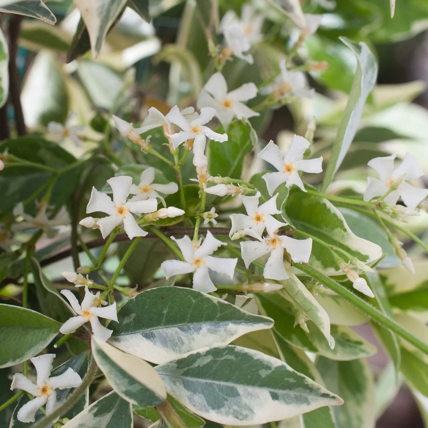 Variegated Confederate Jasmine Starter Plant - Trachelospermum jasminoides - Climbing Vine, Fragrant White Flowers, Indoor/Outdoor Pot