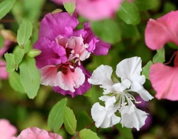 Clarkia Flower Seeds - 100 Fresh Pink, Lavender, White Annual Seeds for Garden Borders & Cut Flowers (Clarkia spp.)
