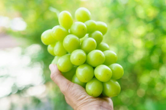 Organic Shine Muscat Grape Cuttings - 5 Rooting Grafting Vitis vinifera Deciduous Vine for Home Garden and Vineyard