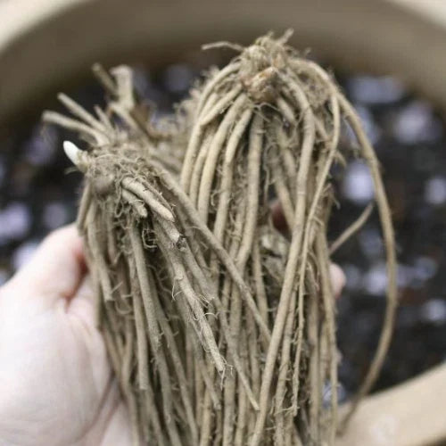 Mary Washington Asparagus Crowns - 10 Bare Root 2-Year Green Asparagus Officinalis for Home Gardens