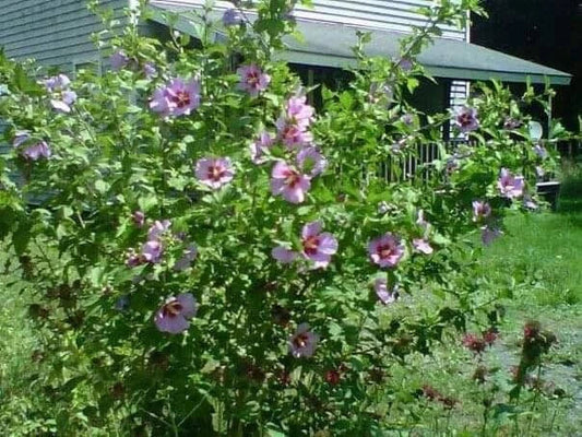 Organic Live Rose of Sharon Hibiscus Plants - 10 Count Transplant Starter Bush Hibiscus syriacus, Vibrant Flowering Shrubs for Garden