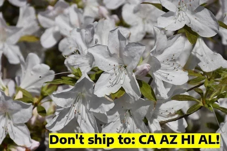 Gerbing Azalea Shrub 1 Gal Pot Pink Flowering Rhododendron obtusum Outdoor Garden Plant
