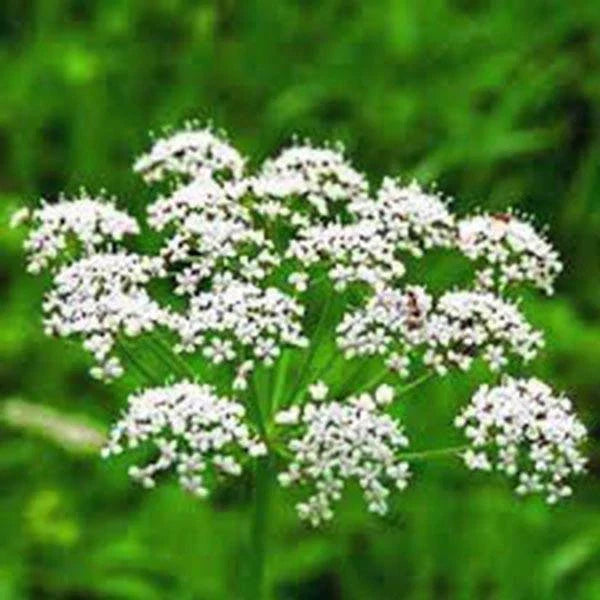 Anise Seeds Packet 1000+ Heirloom Pimpinella anisum Aromatic Herb & Spice for Culinary & Garden Use