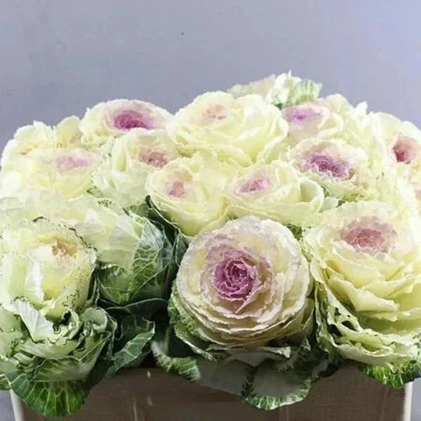 Condor White Ornamental Kale Seeds – Organic Brassica oleracea, 10 Pack for Garden Borders, Containers, Fall & Winter Landscaping