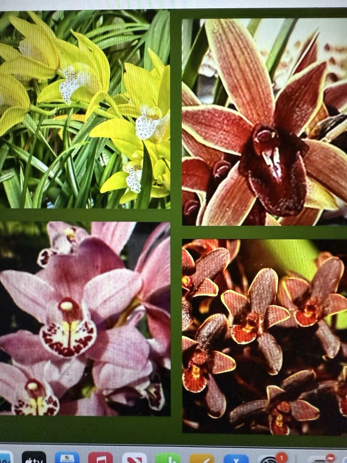 Cymbidium Orchid Seedling - Bare Root, 8 Varieties, Epiphytic Orchid Plant, Cymbidium spp.