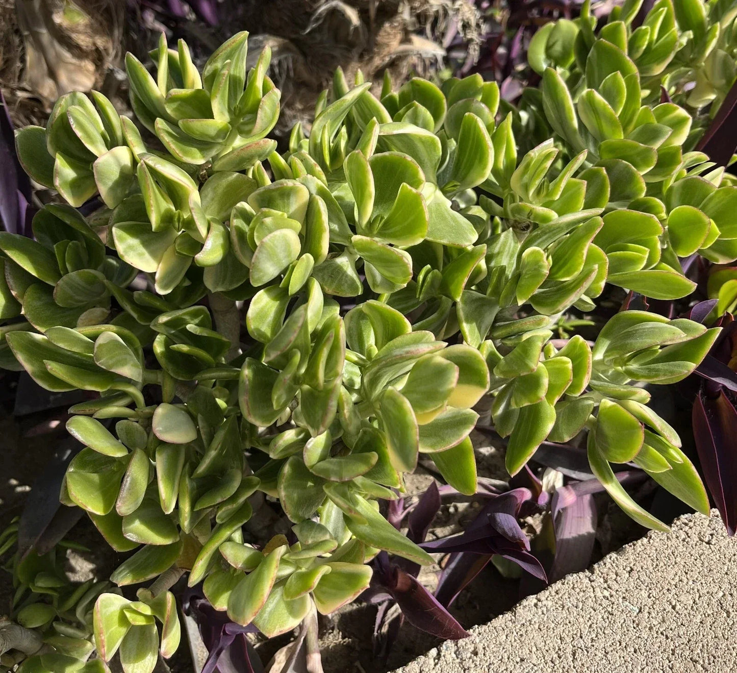 Crassula Ovata Variegated Jade Cuttings - Lemon Lime Tri-Color Succulent - 5 Pack for Indoor and Outdoor Gardening