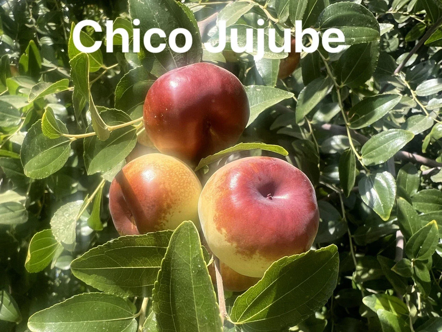 Chico Jujube Scion Cuttings 3 Pack for Grafting Ziziphus jujuba 'Chico' Fruit Tree Propagation