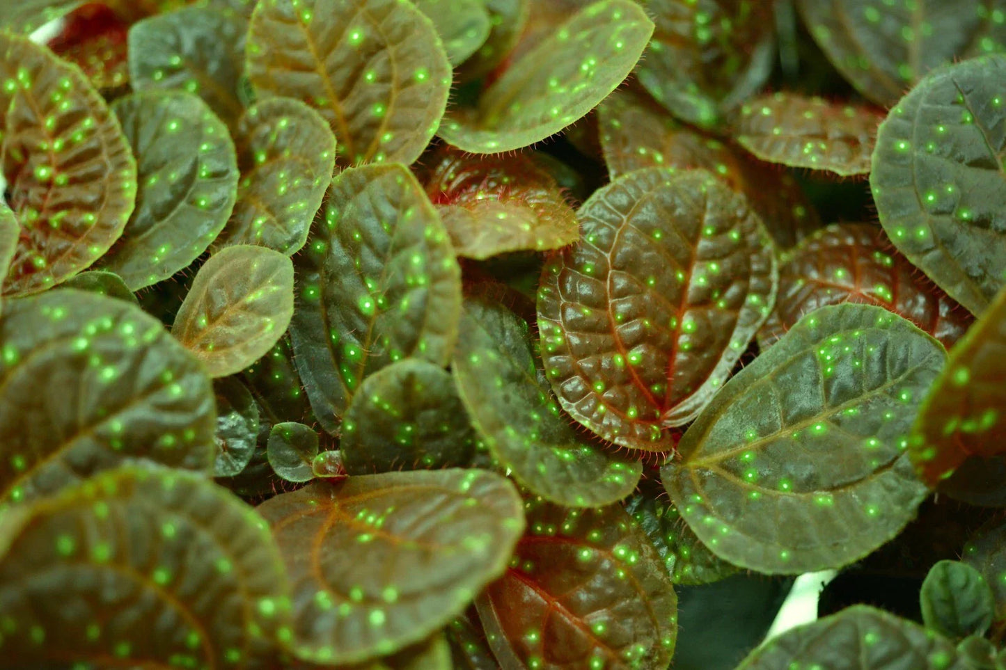 Sonerila sp. Java Live Plant | Rare Melastome Indoor Terrarium Plant | Exotic Tropical Foliage