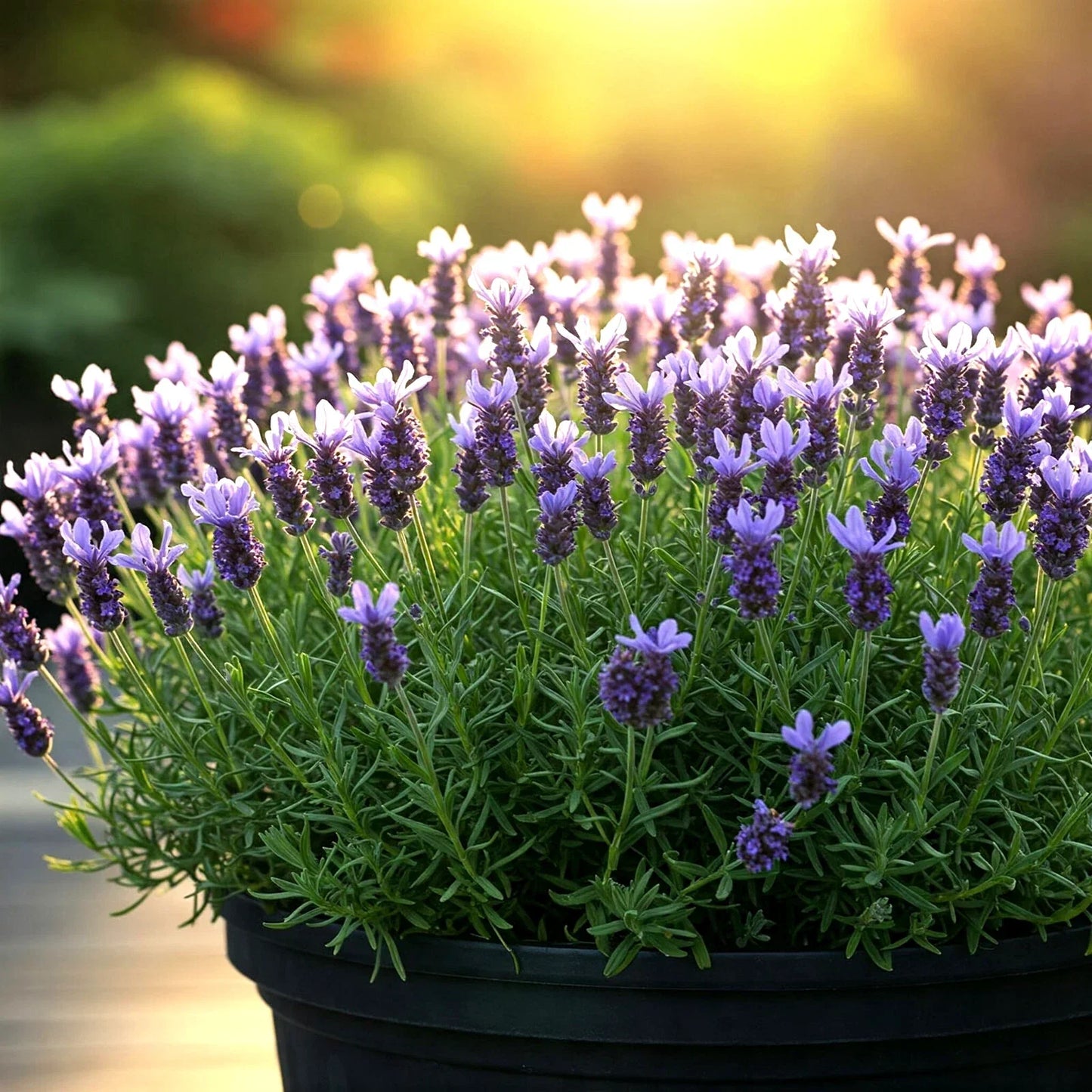 800 Lavender Seeds Non-GMO Lavandula angustifolia Perennial for Gardens, Borders & Containers