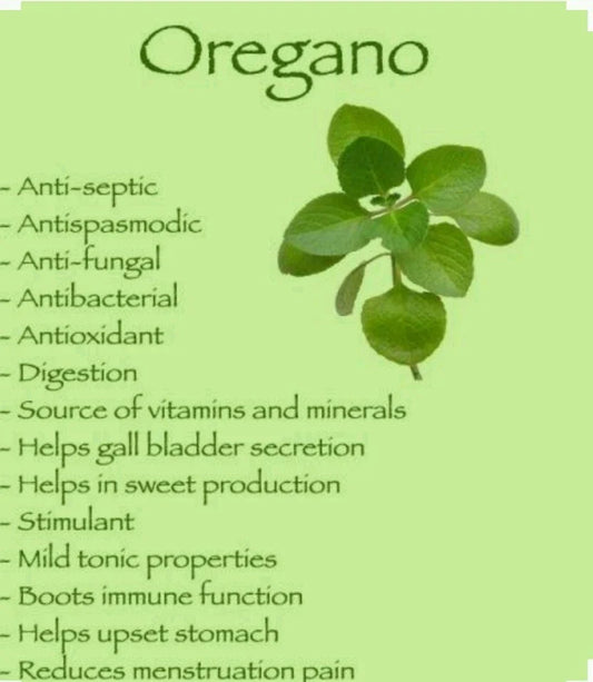 Italian Oregano Seeds - 300 Non-GMO Organic Open-Pollinated Herb Seeds - Origanum vulgare subsp. hirtum