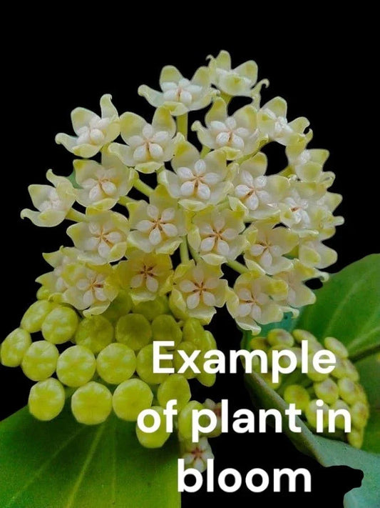 Hoya Pachyclada Rooted Plant in 4-Inch Pot | Star-Shaped Scented Flowers | Easy Care Houseplant
