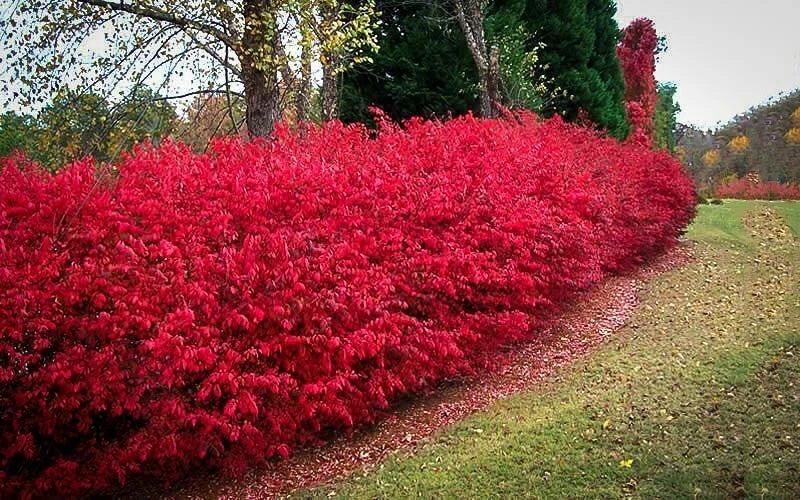Burning Bush Cuttings Set of 12 Unrooted 6-8 Inches Euonymus alatus - Vibrant Fall Color Shrub for Garden Landscaping