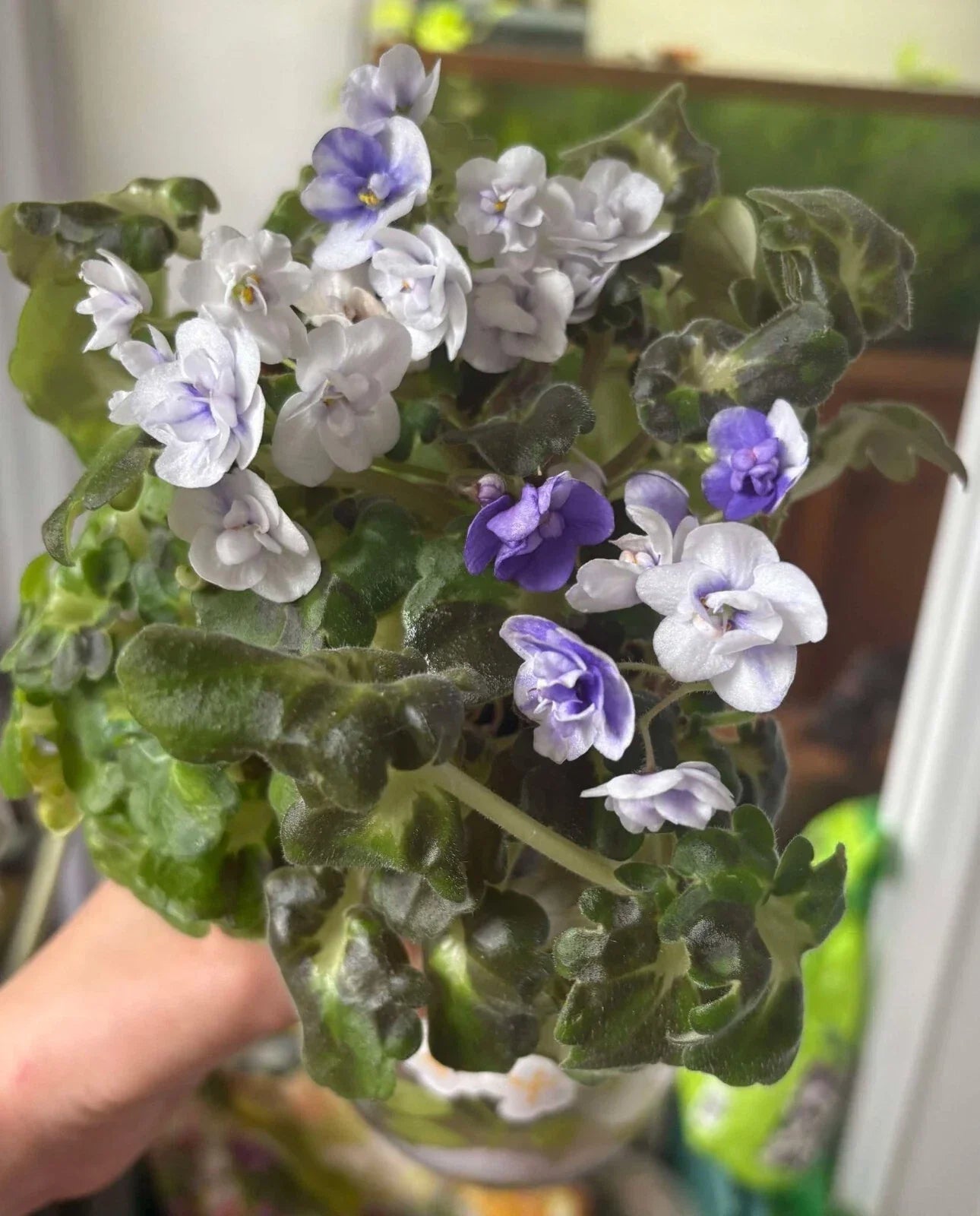 African Violet Cuttings - Shiawassee Trail, 2 Unrooted Leaves - Saintpaulia ionantha Indoor Plant Propagation