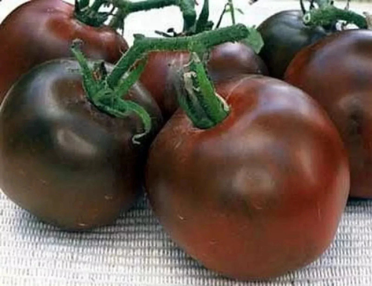 Black Prince Tomato Seeds - Heirloom Organic Non-GMO, Rare Variety, Solanum lycopersicum, 120+ Seeds for Home Garden & Container Growing