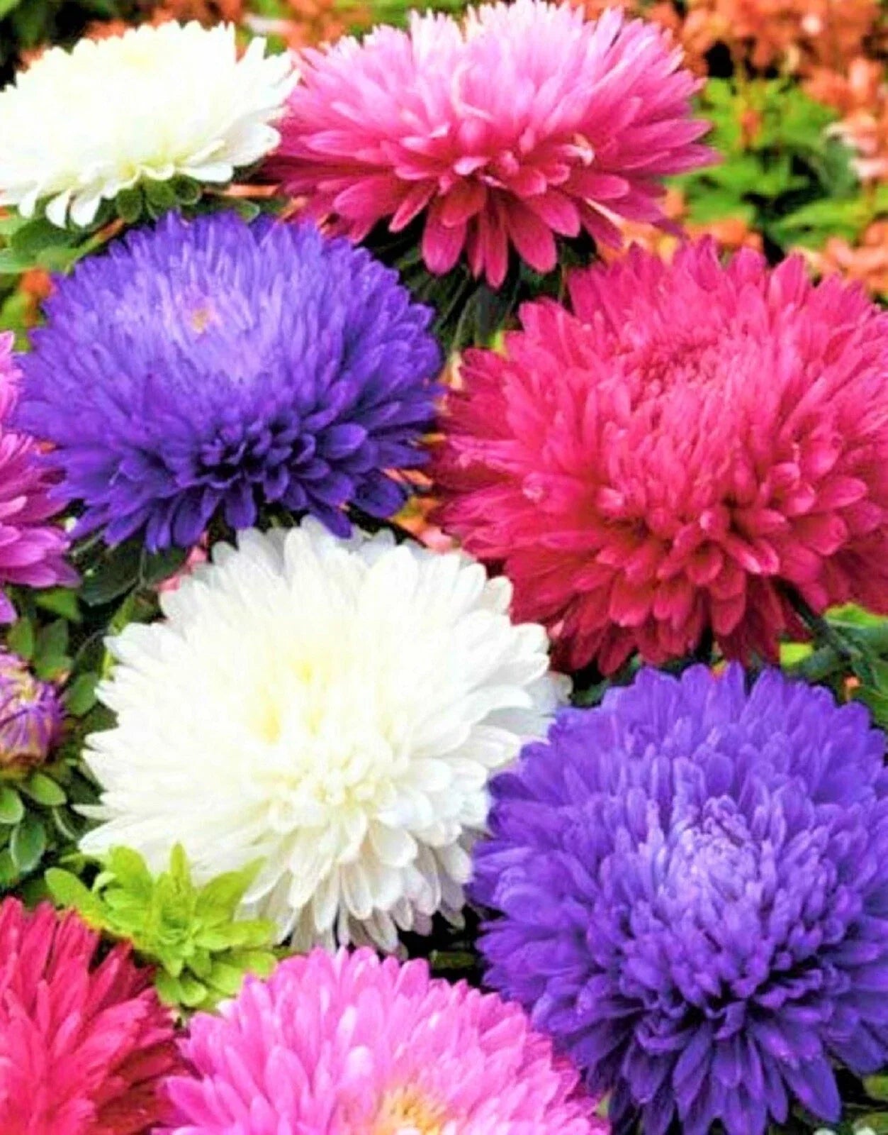 Aster Seeds Powder Puff Mix - 300+ Non-GMO Flower Seeds for Garden, Bright Colorful Blooms, Attract Pollinators, Aster spp.