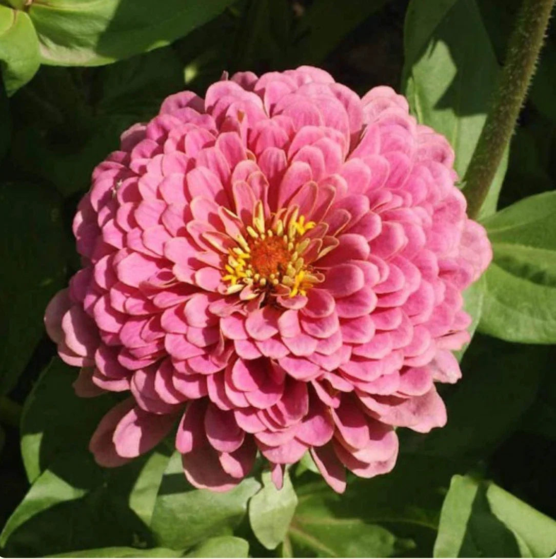 Zinnia Seeds - 25 Non-GMO Luminosa Pink Flower Seeds for Butterfly & Hummingbird Gardens - Zinnia elegans