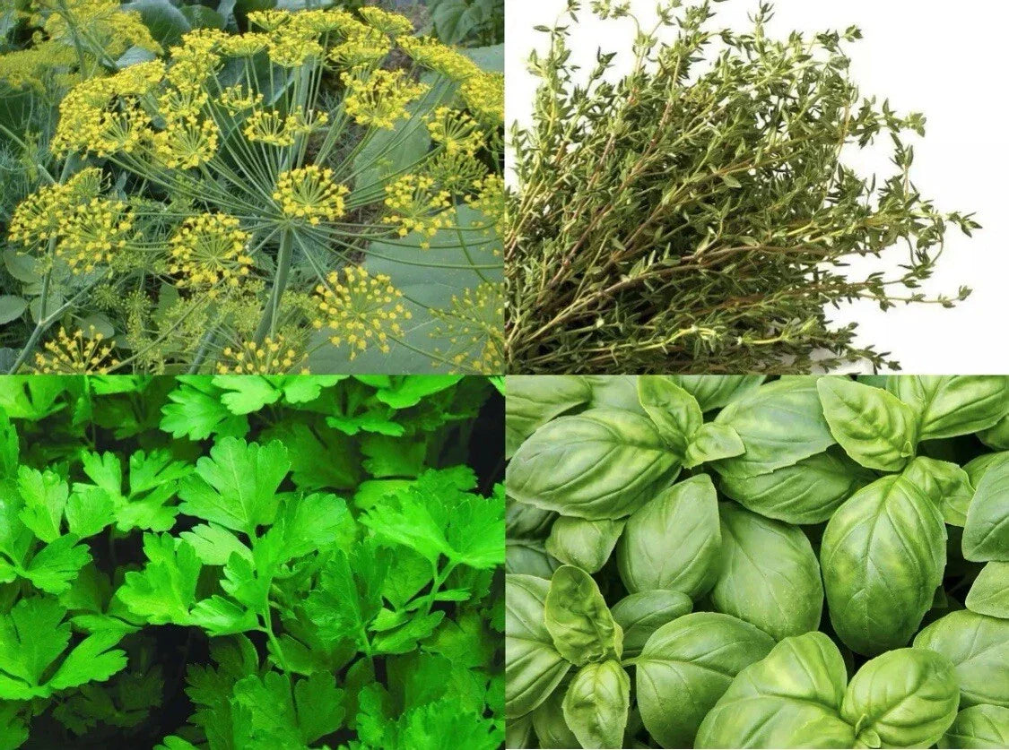 Culinary Herbs Seed Packets – Basil, Thyme, Dill, Parsley – Organic Non-GMO Garden Grow Collection for Indoor & Outdoor Gardening