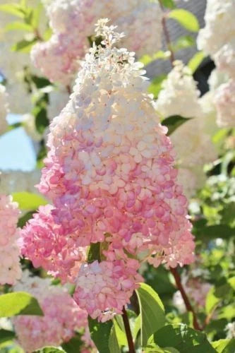 Strawberry Hydrangea Seeds - 5 Pack Perennial Flower Seeds - Hydrangea macrophylla - Pink Blooms for Garden, Borders & Containers