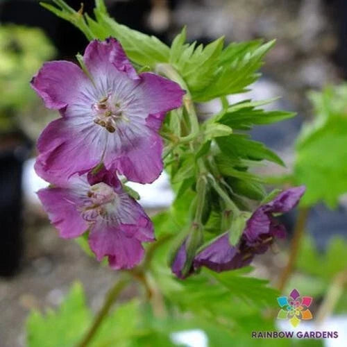 Mottisfont Rose Geranium Seeds - 25+ Premium Seeds - Pelargonium 'Mottisfont' - Pink Flowering, Fragrant Foliage