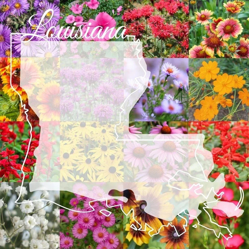 Louisiana Wildflower Seed Mix 1lb - Native Wildflowers Blend for 2,000 sq ft - Colorful Bulk Seeds for Garden, Pollinator Attracting, Native Planting
