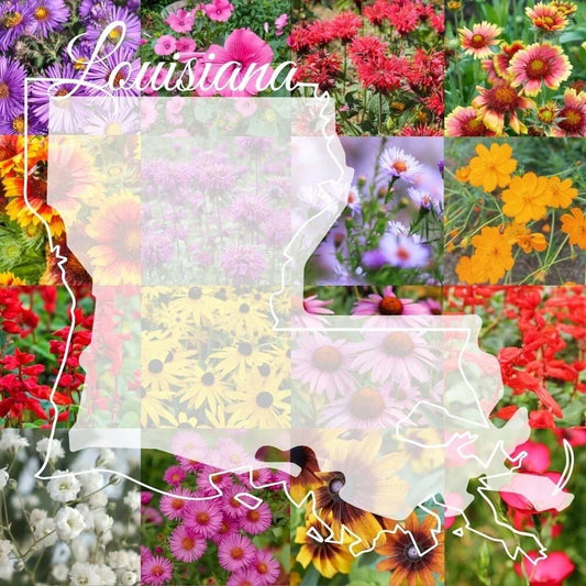 Louisiana Wildflower Seed Mix 1lb - Native Wildflowers Blend for 2,000 sq ft - Colorful Bulk Seeds for Garden, Pollinator Attracting, Native Planting