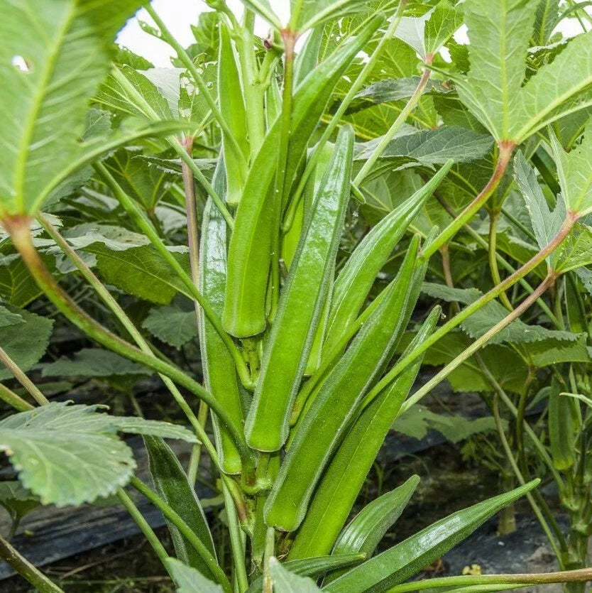 Bulk Clemson Spineless Okra Seeds – Non-GMO Vegetable Seeds for High Yield, Abelmoschus esculentus, Summer Garden, Wholesale 2025