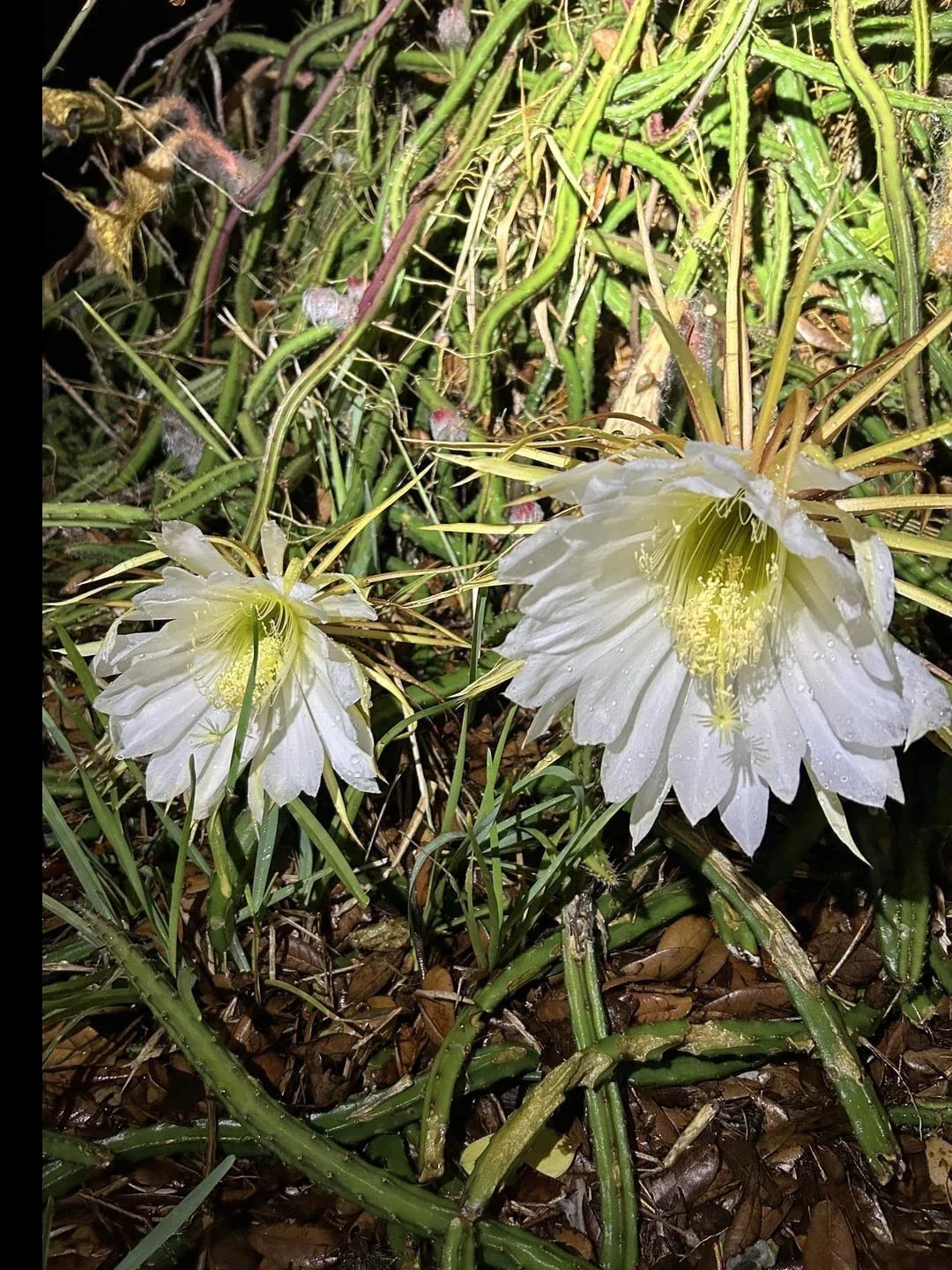 Rooted Queen of the Night Cactus Plant - Cereus Selenicereus Grandiflorus - Night-Blooming Succulent Gift - Indoor Garden