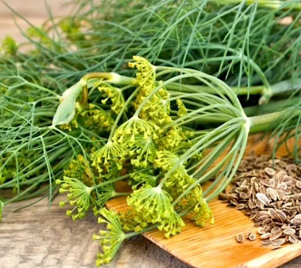 Dukat Dill Seeds – Heirloom Non-GMO Anethum graveolens, 500+ Seeds for Culinary & Garden Use