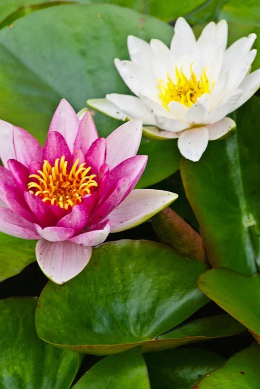 Mini Dwarf Water Lily Set of 2 - Pink & White Bare Root Nymphaea for Pond & Garden