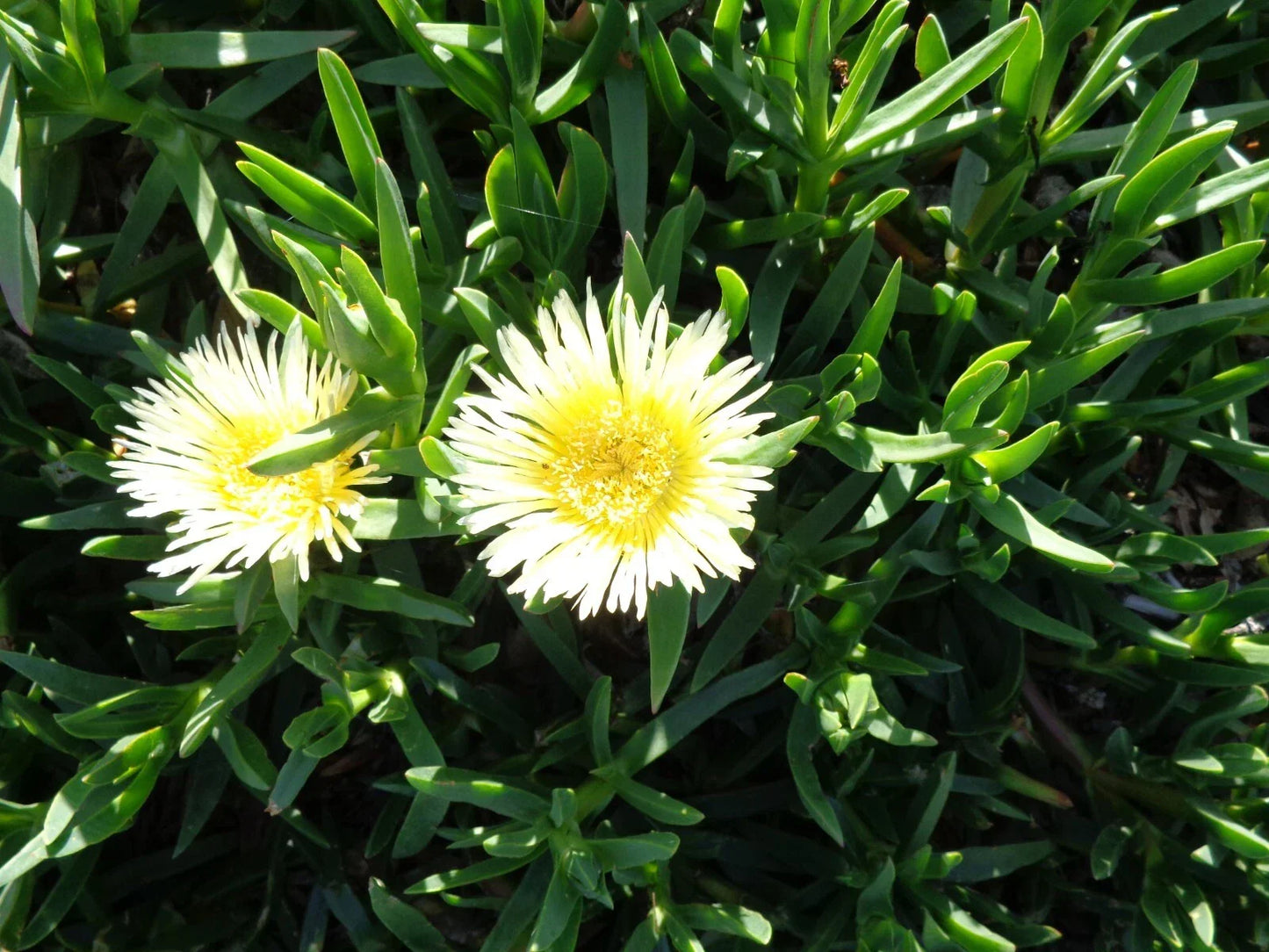Ice Plant Cuttings 5 x 6" Yellow and White Ground Cover Succulents, Delosperma cooperi, Drought-Tolerant, Easy Care