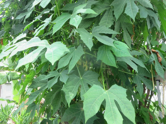 Maple Leaf Chaya Cuttings – Organic Edible Plant – Cnidoscolus chayamansa – Set of 7