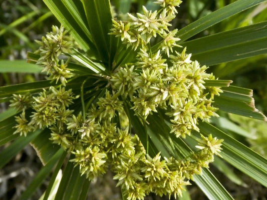 Lovage Seeds - Herb Garden Seeds - Levisticum Officinale - Non-GMO, Easy to Grow, Culinary Herb for Soups & Salads