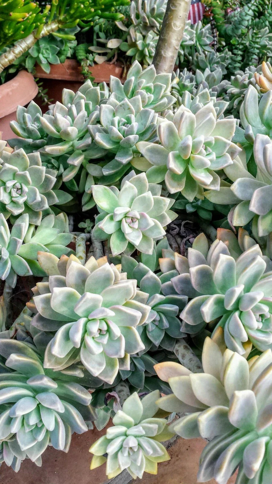 Fresh Succulent Cuttings Assortment of 6 Unique Varieties with Bonus – Perfect for DIY Arrangements and Plant Lovers