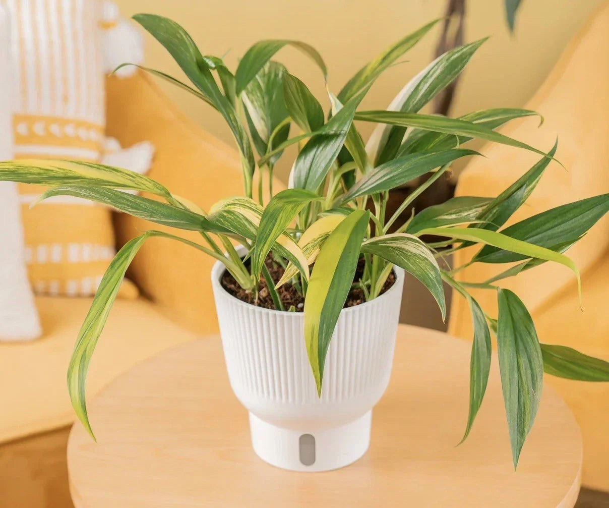 Epipremnum Amplissimum Cutting – Rare Indoor Houseplant, Tropical Greenery, Easy Care, Ready-to-Root Plant for Home Decor