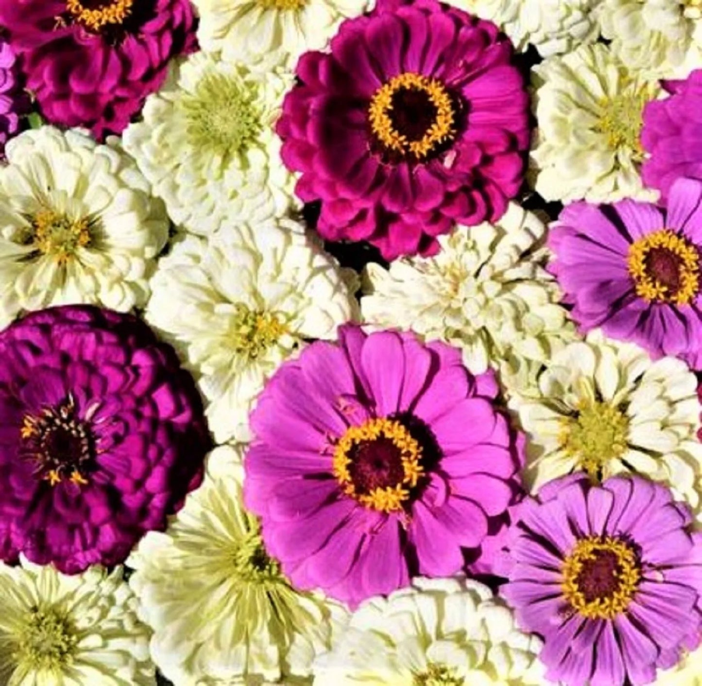 Blueberry Cheesecake Zinnia Seeds - Over 100 Zinnia elegans Annual Flower Seeds for Garden, Borders, Containers, Vibrant Blueberry Cheesecake Color