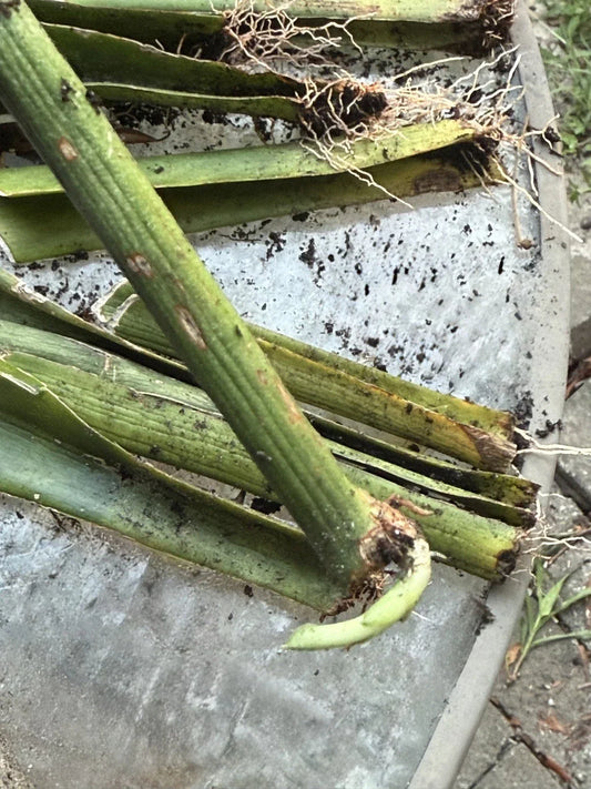 Live Snake Plant Cuttings with Roots – Sansevieria Trifasciata Indoor Plant – Easy to Grow, Low Maintenance Greenery