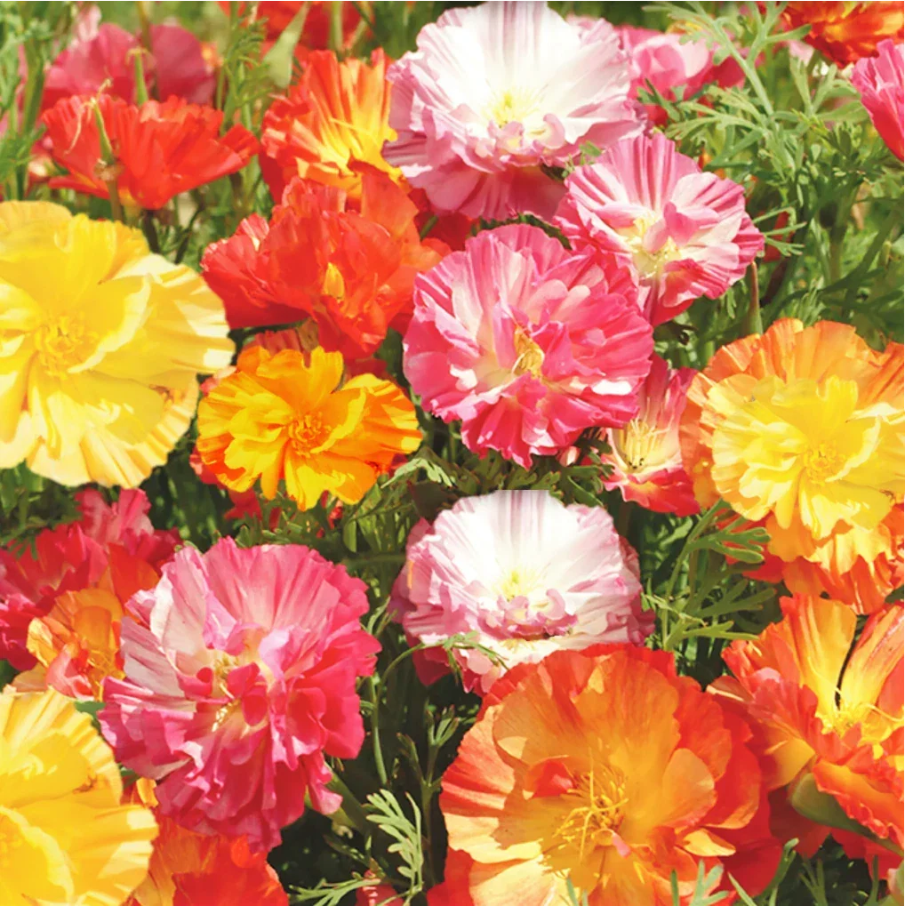 California Poppy Seeds Ballerina Mix & Rainbow Iceland Paper Flower Seeds - Eschscholzia californica & Papaver nudicaule, Annual, Vibrant Colors