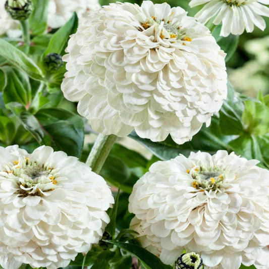 Oklahoma White Zinnia Seeds - 100+ Zinnia elegans for Garden, Cut Flowers & Borders, White Bloom, Easy to Grow, USA Grown