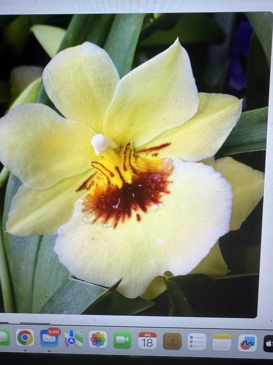 Orchid Plant - Rooted Bulb - Miltoniopsis Hawaiian Punch - Indoor Garden Flower - Fragrant Tropical Orchid
