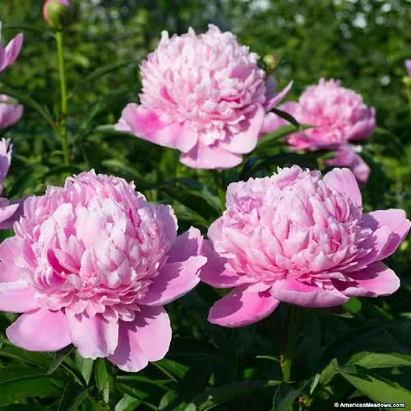 Pink Double Peony Plant BareRoot – Perennial Flower, Paeonia lactiflora, Sarah Bernhardt Variety