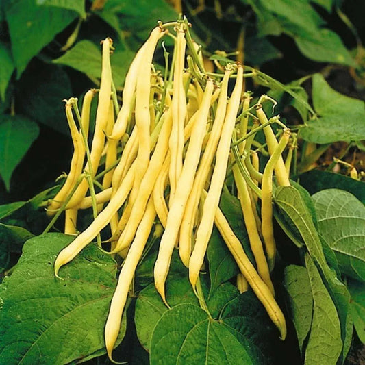 Golden Yellow Wax Bean Seeds - Phaseolus vulgaris, Stringless, Bright Yellow, Bush Type, Vegetable Seeds, 50 Pack