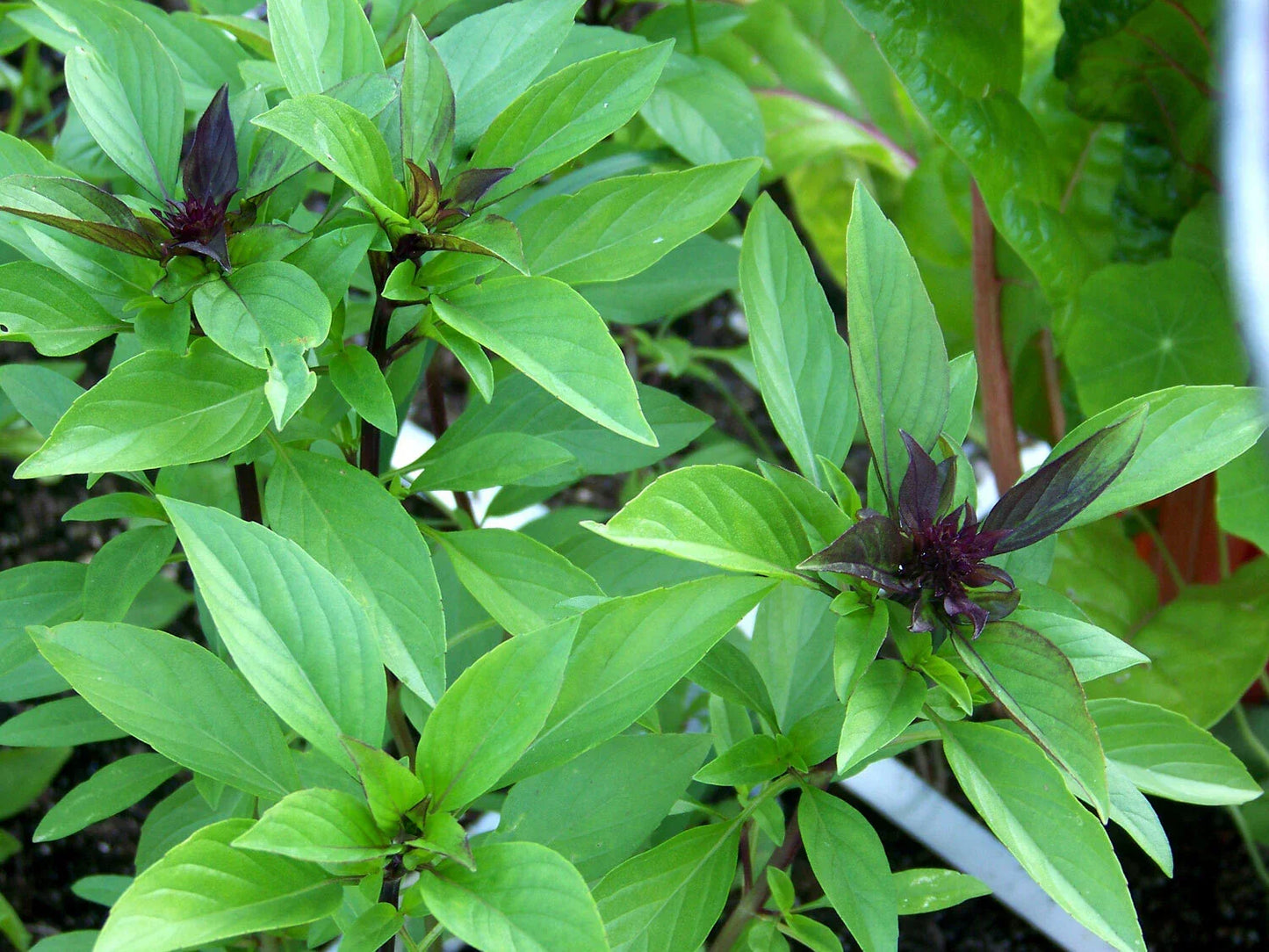 Thai Basil Seeds - Horapha Variety, NON-GMO, Anise Flavor, Multiple Sizes, Free Shipping
